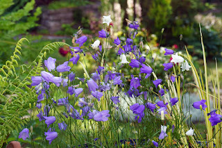 plants,flowers,