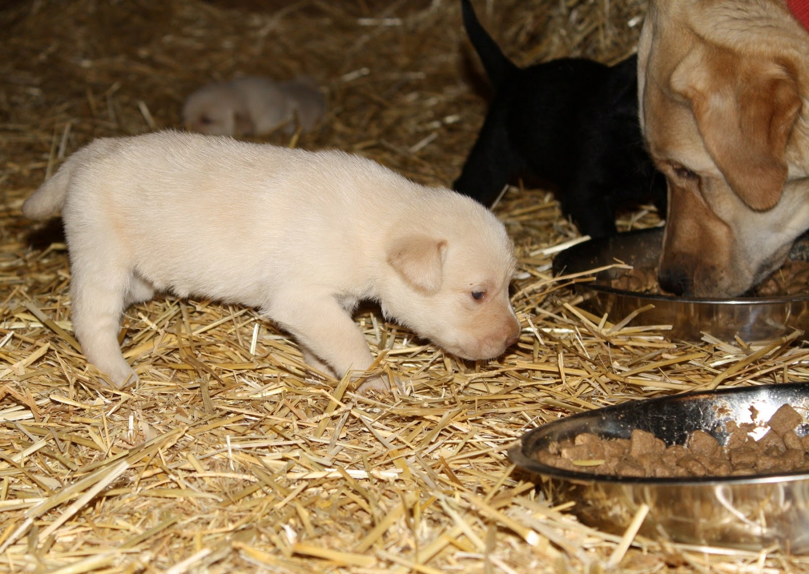 Top of the Hill Labs Puppies 3 Weeks Old First Taste of Puppy Food!