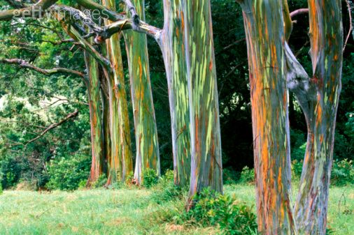 Pohon penuh warna - Eucalyptus Deglupta  Si Budi
