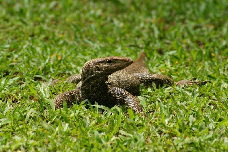 Singapore Wild Animals Singapore Lizards