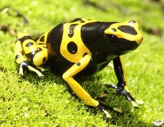 spesies-katak-beracun spesies-katak-beracun