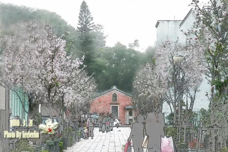 三峽老街賞櫻吉野櫻花