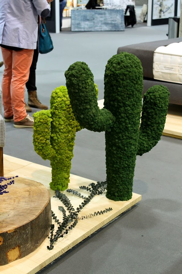 cactus en musgo