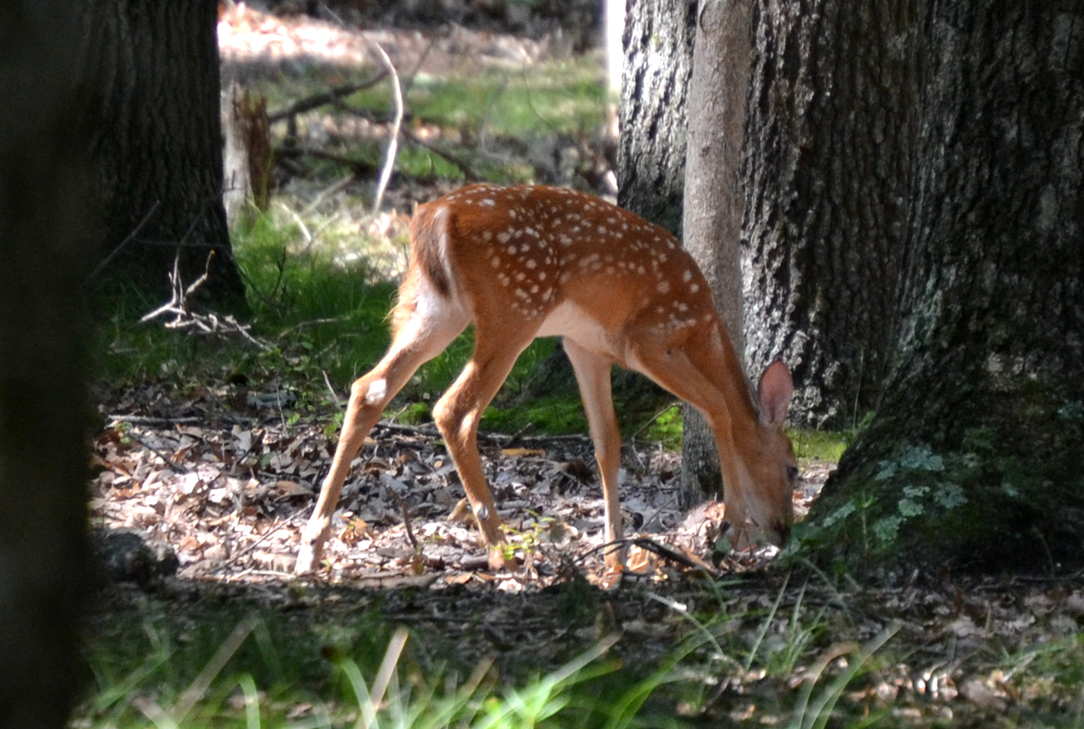 Woods Walks and Wildlife Baby Deer are Pretty