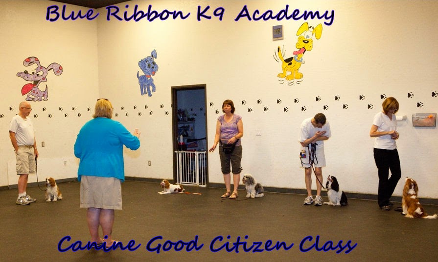 Dog Obedience Training Average Cost Of Dog Obedience Training