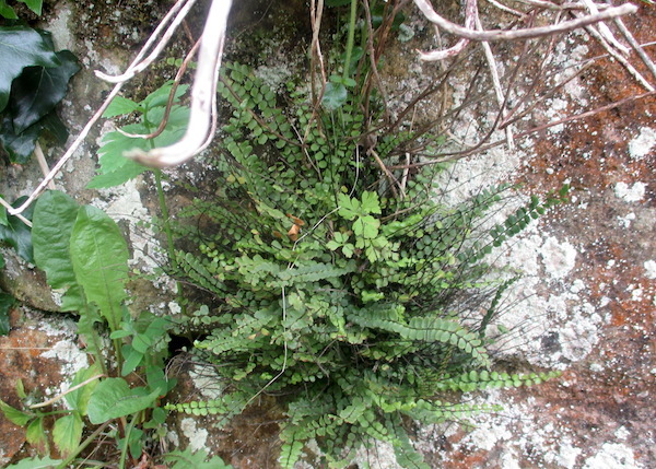 Asplenium trichomanes