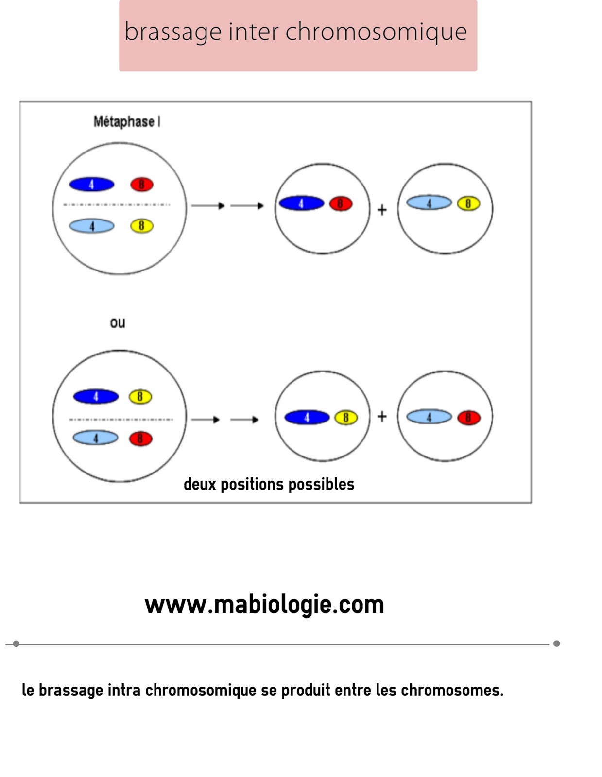 BRASSAGE INTERCHROMOSOMIQUE ET INTRACHROMOSOMIQUE PDF