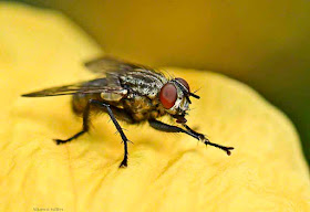 housefly, rubbing hands, close-up