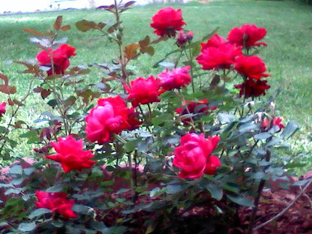 My Roses