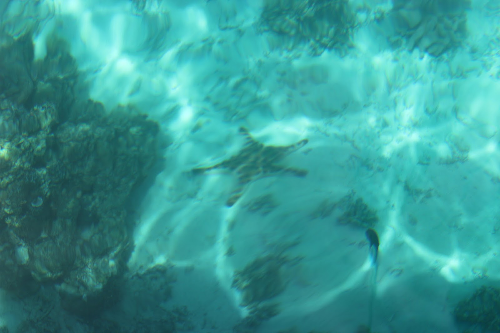 The Travel Journal: Exploring Davao: Talikod Island