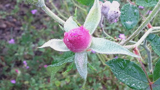 Mais toujours j'ai écrit et aimé la vie. Mon oeuvre a fait le tour du monde et je suis devenu un symbole pour une jeunesse pleine de vie. Les élèves aimeront mon Chant général où je tente de faire sentir toute la beauté du monde. J'aime la vie et le monde. J'ai été heureux dans ma lutte incessante.