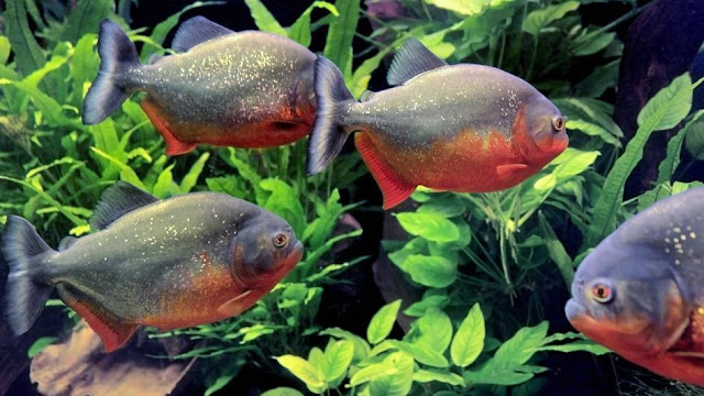 The red-bellied piranha,