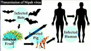 what-is-nipah-virus-and-how-to-be-safe-from-nipah-virus
