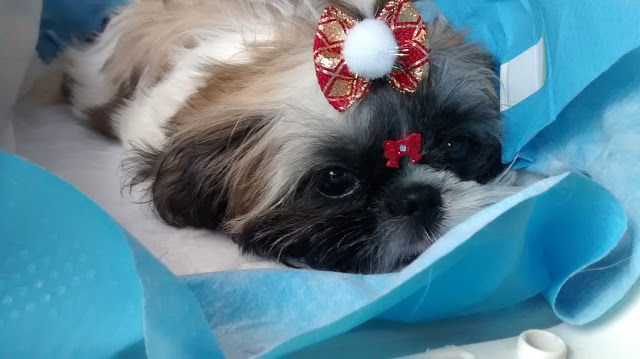 Shih tzu vomitando ração Clearance