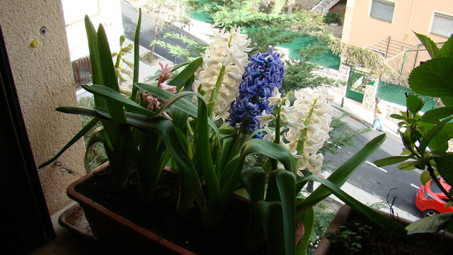 Hyacinthus spp. (Jacinto)