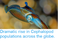 http://sciencythoughts.blogspot.co.uk/2016/05/dramatic-rise-in-cephalopod-populations.html