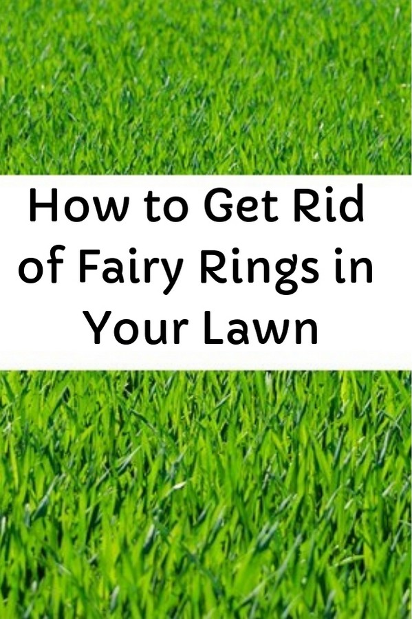 Garden and Yard How to Get Rid of Fairy Rings in Your Lawn