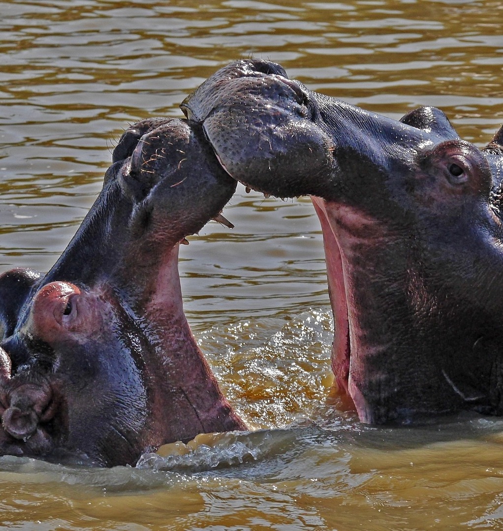 Two hippos bonding with play.