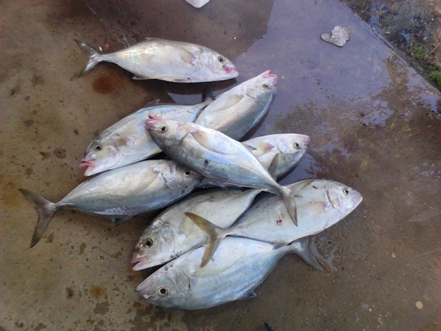 Kami Pancing Apa Saja: Trip Besut Edisi 1/2012 KPAS and BSSFC..kebabomm!!...bukan bunyi orang