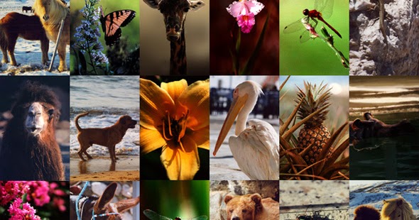 WORLD of Sciences Penyebaran Flora dan Fauna di Indonesia