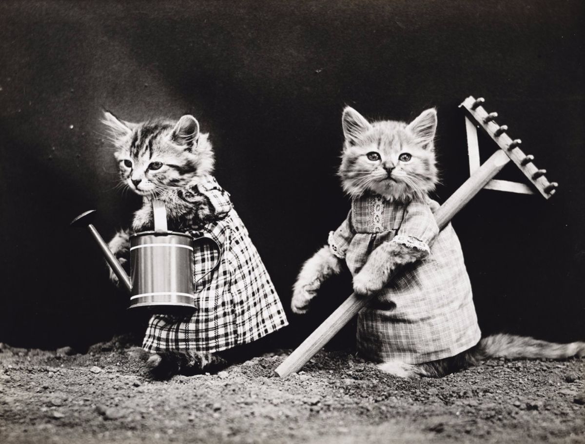Vintage LOLcats Adorable OldTimey Photos of Cats Dressed As People