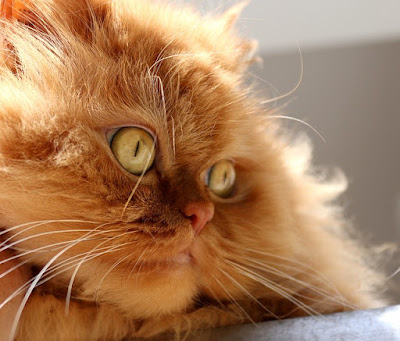alt="gato persa con los ojos color ambar"