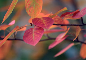 خلفيات رائعة عالية الدقة للكمبيوتر