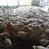 Granjas do Recôncavo ficam sem alimentos e milhares de frangos morrem