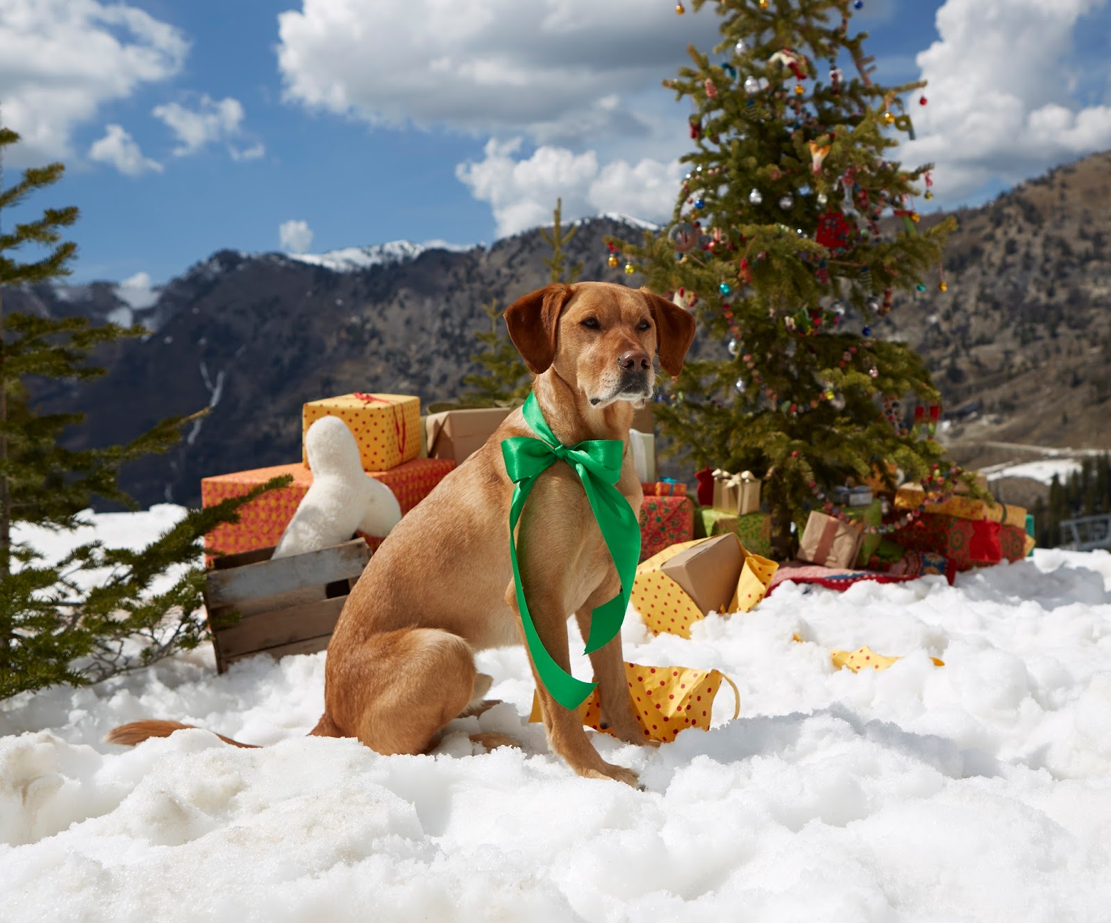 Meet Banjo, the Avalanche Rescue Dog - Sundance Blog