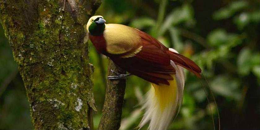 Kunjungi Papua Dan Cari Tahu Dimana Burung Cendrawasih Berada