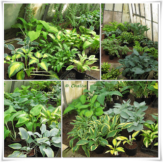 Chalisas Klostergärtchen: Offene Gärten in Rheinhessen - Mai 2012