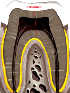 Cementum