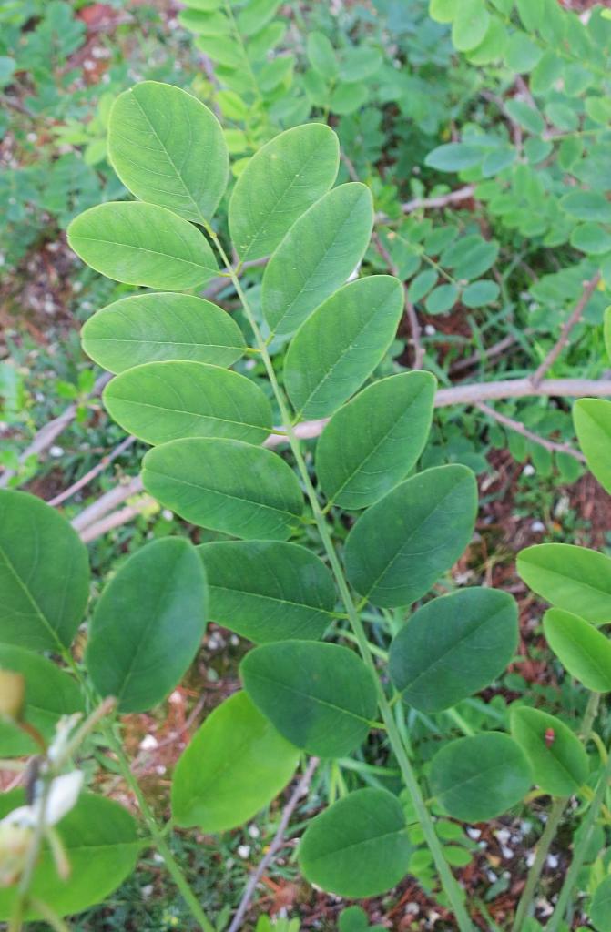 The Foraged Foodie Foraging Identifying & Harvesting Black Locust