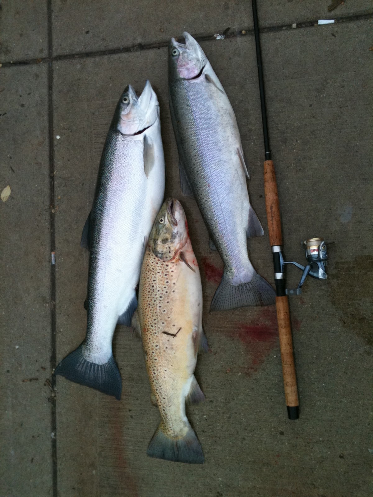 Trout at the end of the rainbow Fishing for Trout Port
