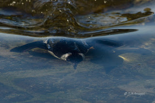 Alca común, Alca torda, Razorbill