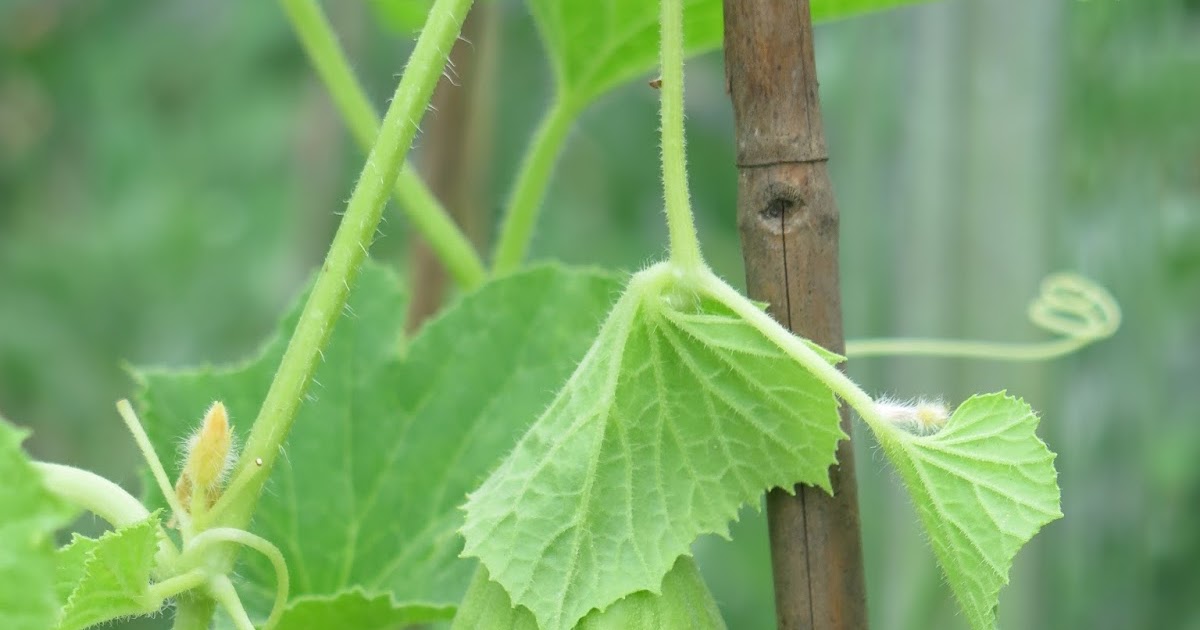 Straining over the blog..... More Tales from an Urbane Flâneur Growing