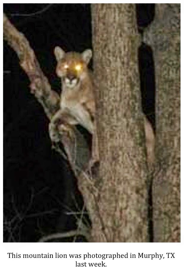 Get Owning Big Cats In Texas Photos