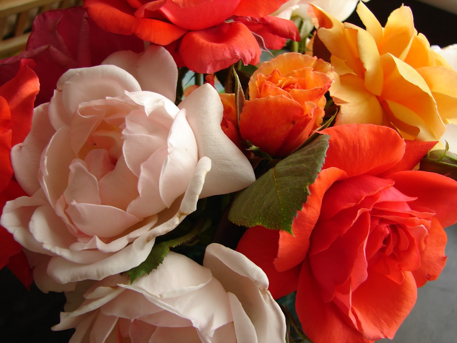 New Utah Gardener Roses Flower In The Fall Landscape!