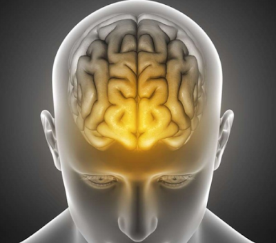 Why do Asians have bigger brains than Europeans or Africans?