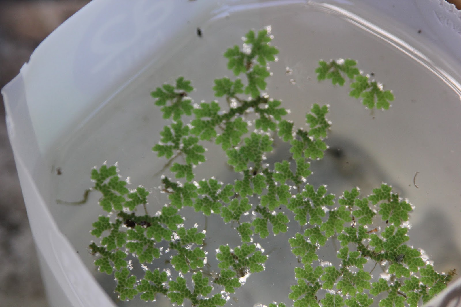 Mudflower Does Azolla control mosquitoes?