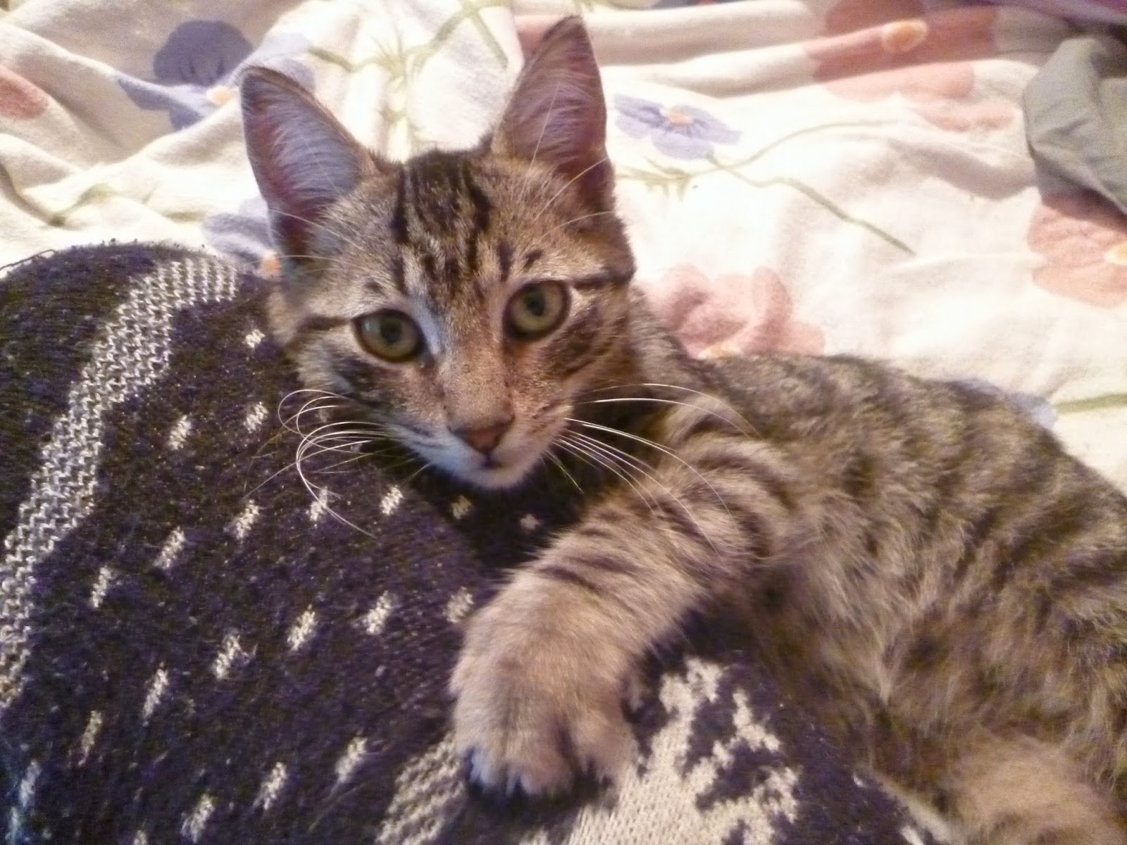 Tawşi�nin Dünyası KEDİ YAVRUSU BEKİR YUVA ARIYOR )