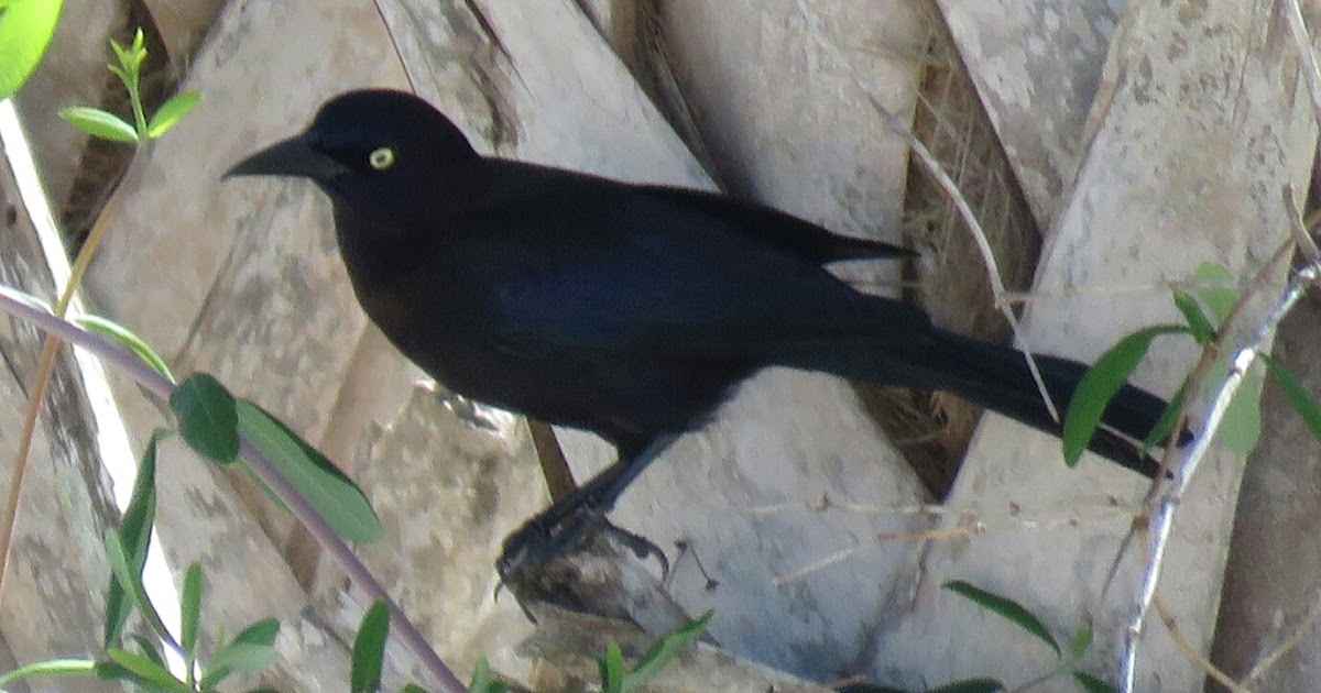 Bird & Travel Photos, Birding Sites, Bird Information BREWER'S