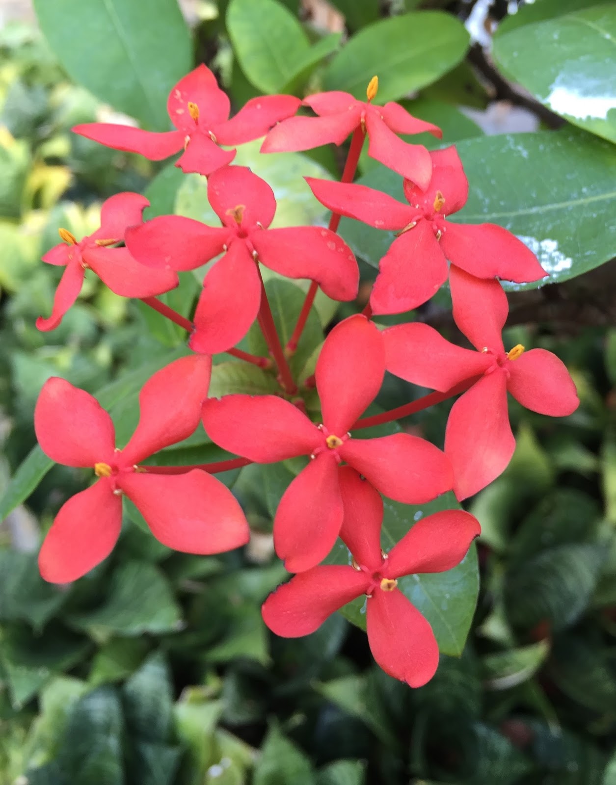 The Phytophactor Friday Fabulous Flower Jungle Geranium