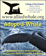 Adopt a Whale