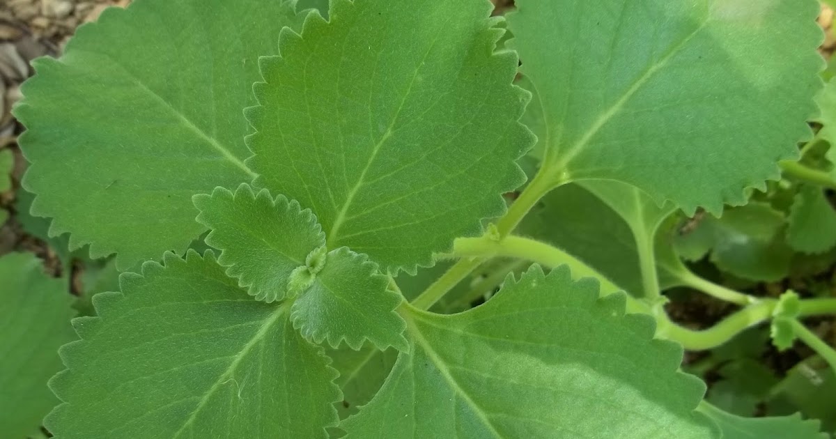 Garden Adventures Cuban Oregano (Plectranthus amboinicus)