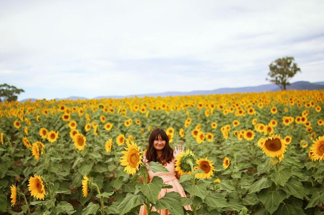 Sunflower Fields Liverpool Plains NSW