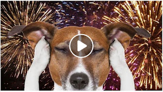Relax My Dog free music videos Image:Relax My Dog free music videos