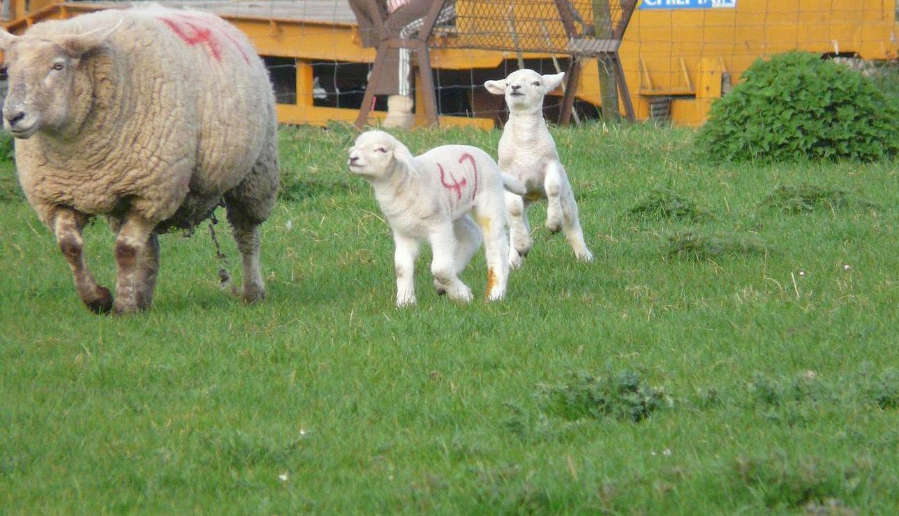 How To Prepare Lamb Bottle And Feed The Lamb