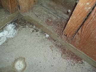 Life In Florida: Drywood Termites in Florida