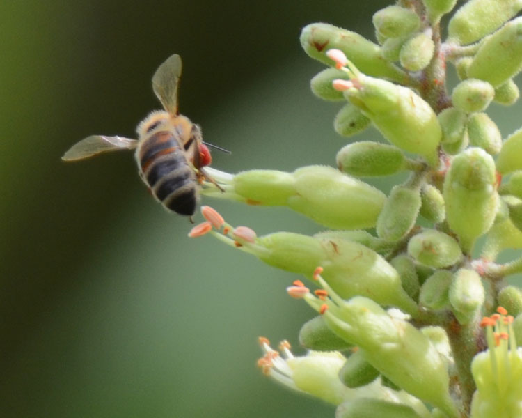 Red and the Peanut A tisket, a tasket, two little pollen baskets!